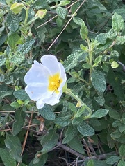 Cistus salviifolius