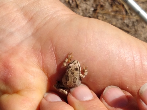 iNaturalist observation photo of Pacific chorus frog