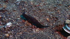 Cryptocentrus fasciatus