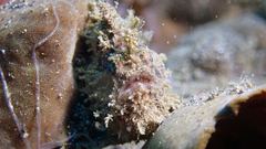 Antennarius striatus