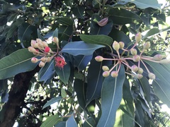Corymbia ficifolia
