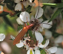 Stenoderus concolor