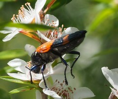 Castiarina pulchripes