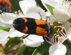 Castiarina pulchripes