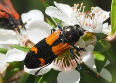 Castiarina pulchripes