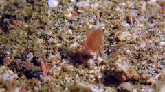 Phycocaris simulans