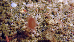 Phycocaris simulans