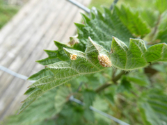 Puccinia urticata