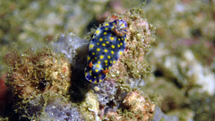Hypselodoris infucata