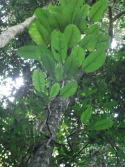 Rhaphidophora