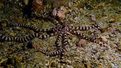 Wunderpus photogenicus