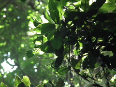 Cleidion brevipetiolatum