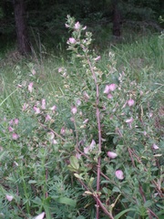 Ononis spinosa procurrens