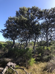 Banksia speciosa