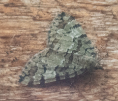 Hydriomena speciosata