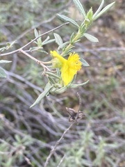 Helianthemum stipulatum