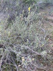 Helianthemum stipulatum
