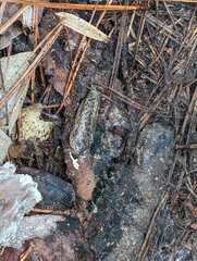 Philomycus carolinianus