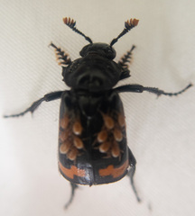 Nicrophorus investigator