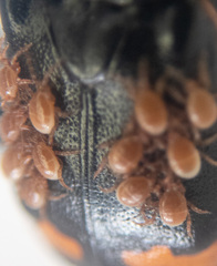 Poecilochirus