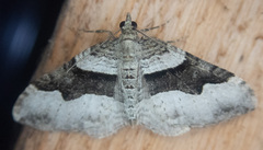 Xanthorhoe defensaria