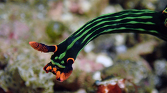 Nembrotha kubaryana