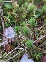 Polytrichum pallidisetum