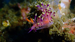 Coryphellina exoptata