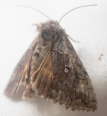 Autographa pseudogamma