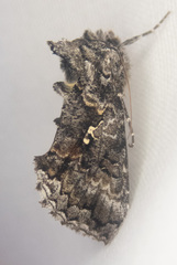 Syngrapha octoscripta