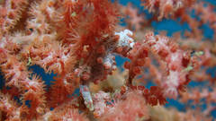 Hippocampus bargibanti