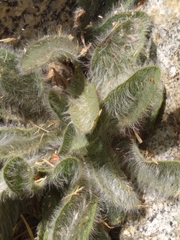 Pilosella horrida