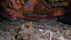 Dunckerocampus dactyliophorus