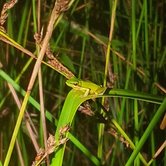 Litoria olongburensis