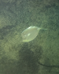 Selene setapinnis