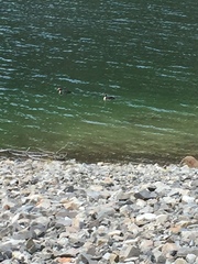 Podiceps cristatus australis