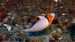 Cetoscarus ocellatus