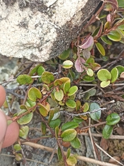 Myrsine nummularia