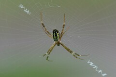 Argiope dang