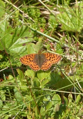 Boloria aquilonaris