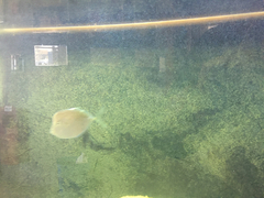 Selene setapinnis