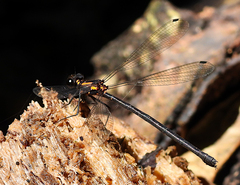Austroargiolestes chrysoides