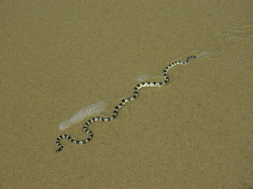 Elegant Sea Snake