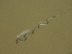 Hydrophis elegans