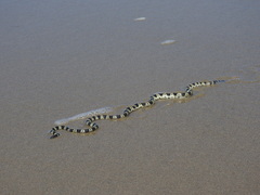 Hydrophis elegans