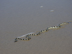 Hydrophis elegans