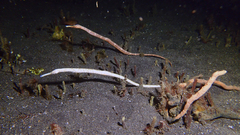 Syngnathidae