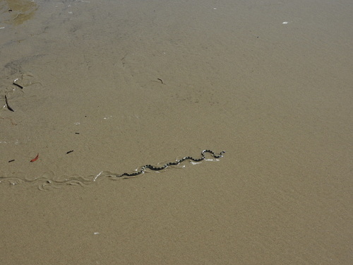 Elegant Sea Snake