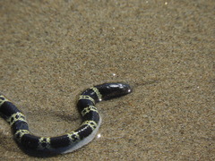 Hydrophis elegans