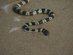 Hydrophis elegans